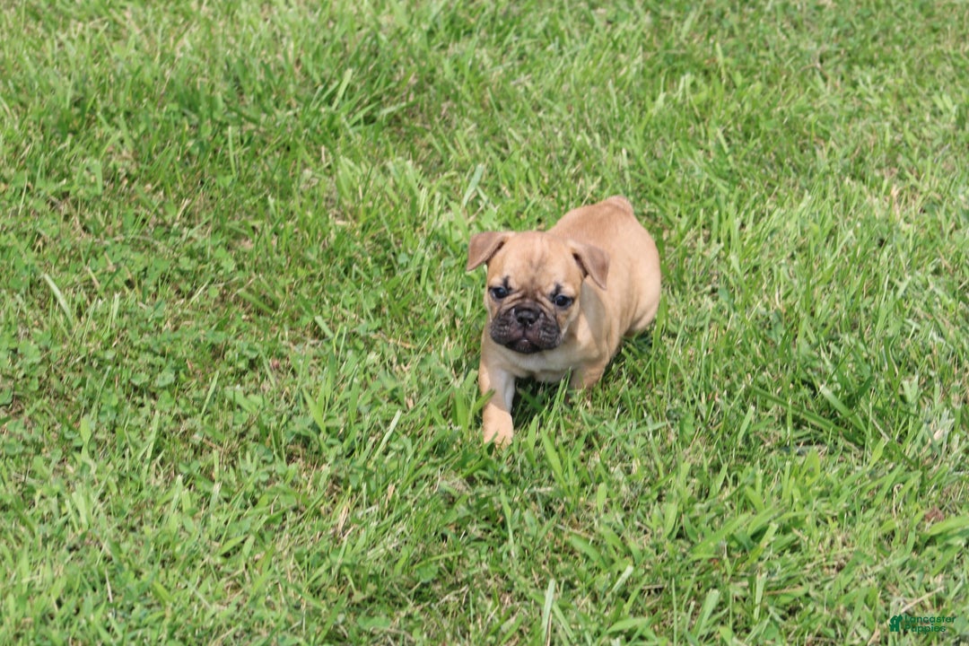 French Bulldog dogs for sale: Sheila - Image 9