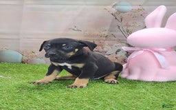 Catahoula Leopard Dog dogs for sale: Juliet 2025 F1 Catahoula Puppy - Image 12