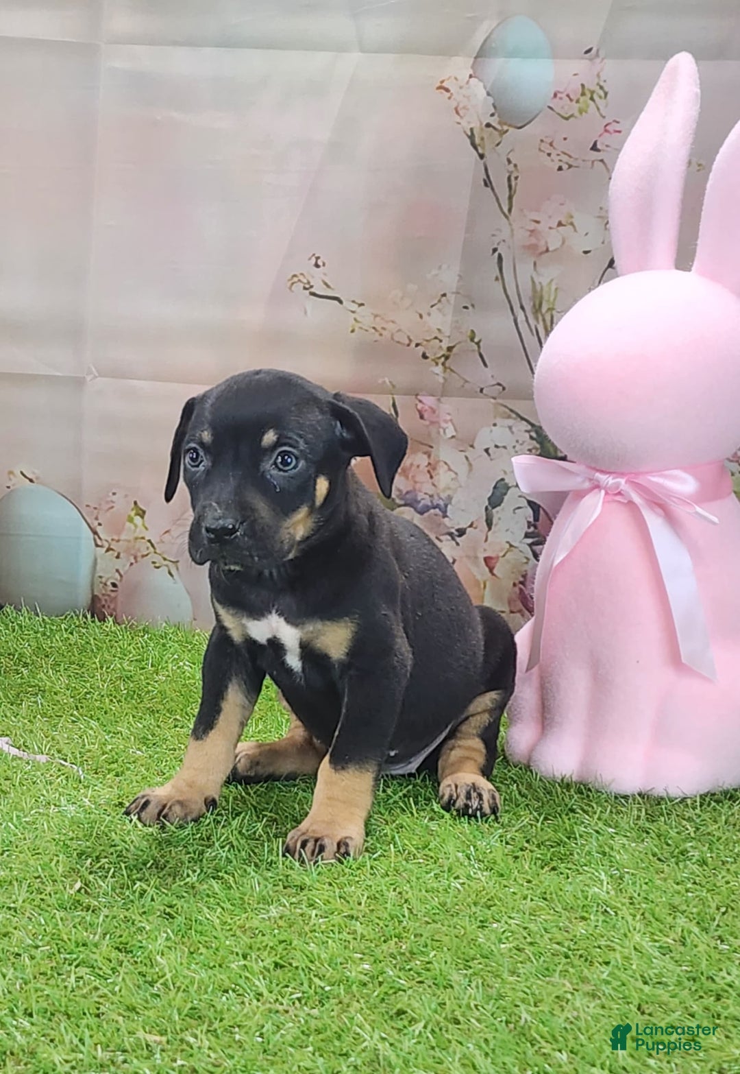 Catahoula Leopard Dog dogs for sale: Juliet 2025 F1 Catahoula Puppy - Image 12