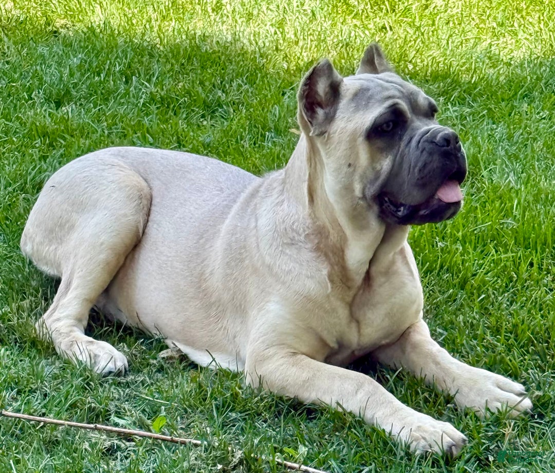 Cane Corso dogs for sale: Georgia - Image 2