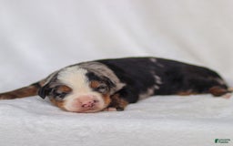 Mini Bernedoodle dogs for sale: Maverick - Image 2