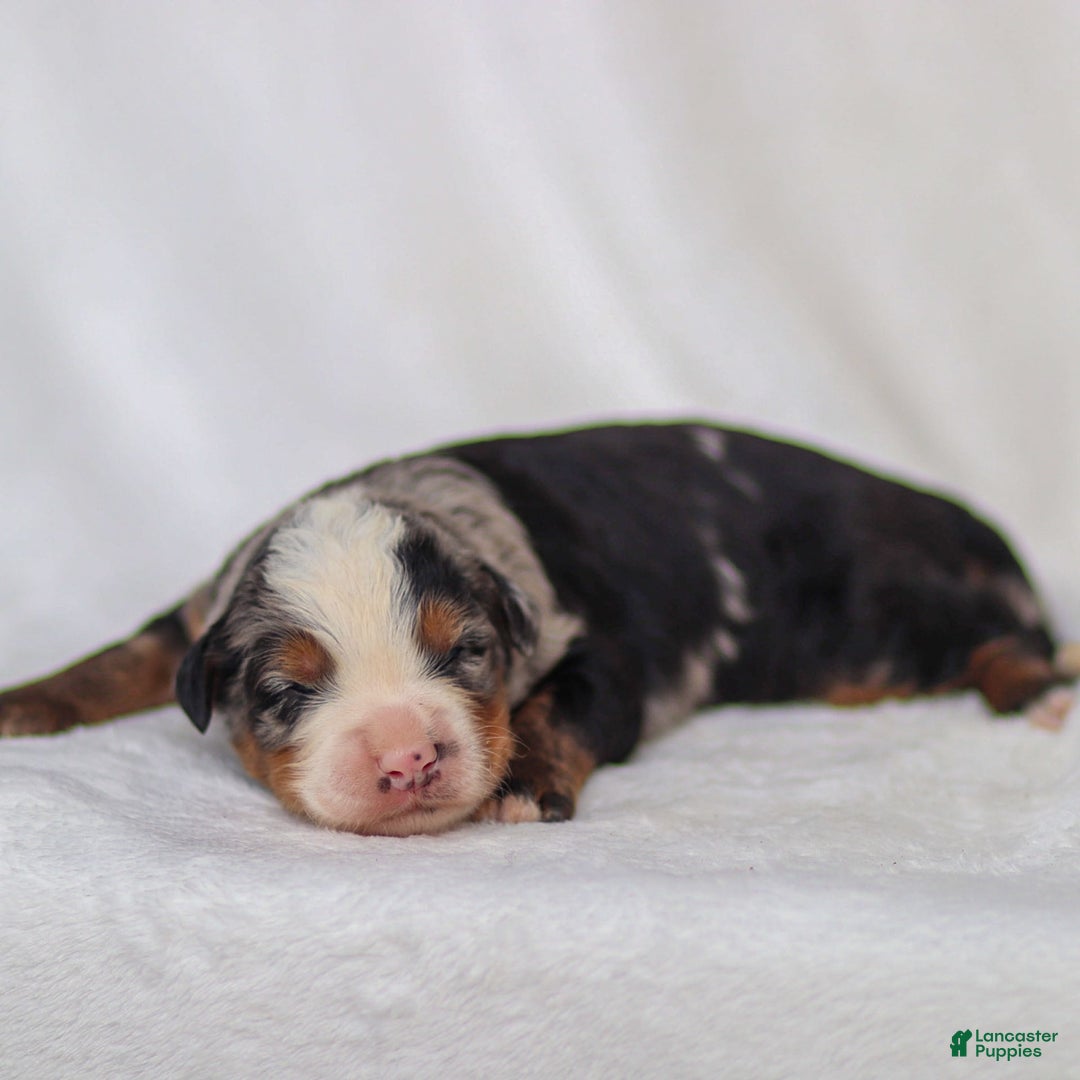 Mini Bernedoodle dogs for sale: Maverick - Image 2
