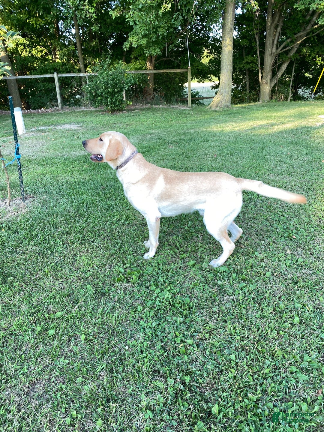 Labrador Retriever dogs for stud: Jockholm Curious Augustine - Image 3