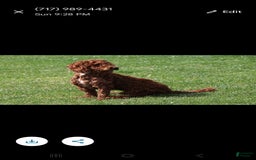Irish Doodle dogs for sale: Celeste-mini Irish Doodle - Image 19