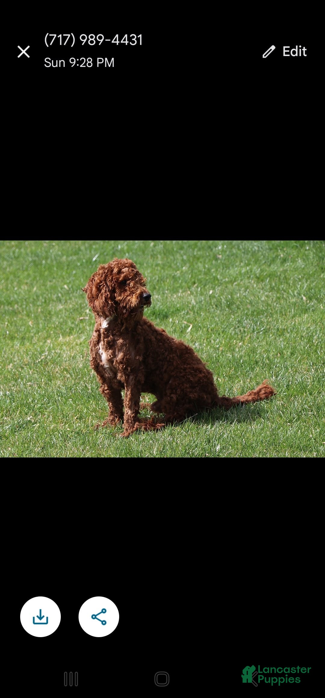 Irish Doodle dogs for sale: Celeste-mini Irish Doodle - Image 19