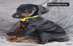 Doberman Pinscher dogs for sale: Phoenix - Image 7