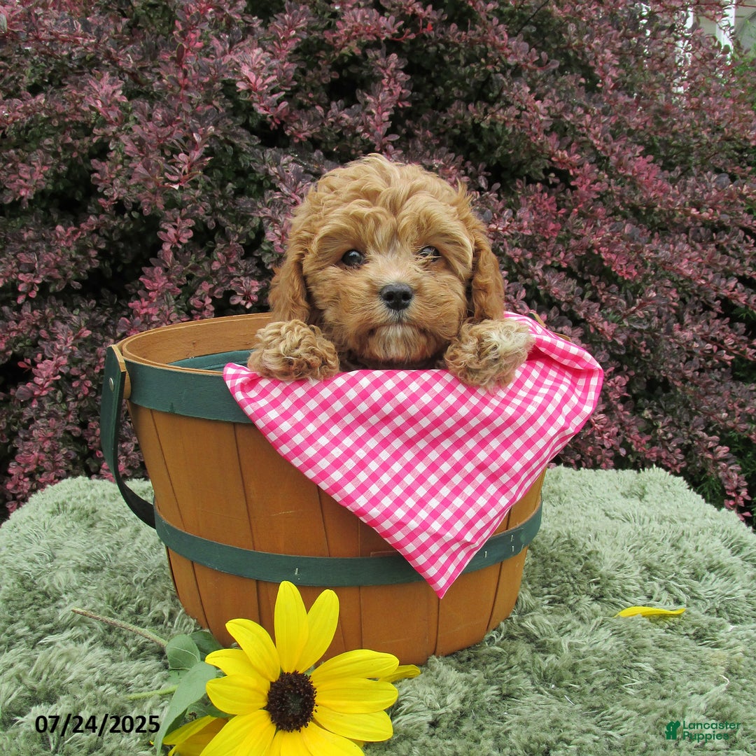 Cavapoo dogs for sale: Princess - Image 22