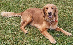Golden Retriever dogs for sale: Drew - Image 5