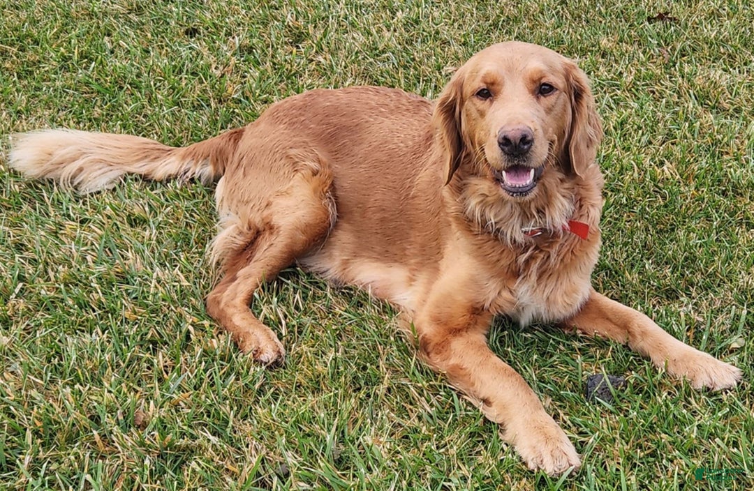 Golden Retriever dogs for sale: Drew - Image 5