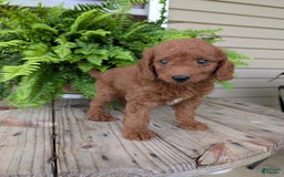 Mini Goldendoodle dogs for sale: Mini -coner - Image 49