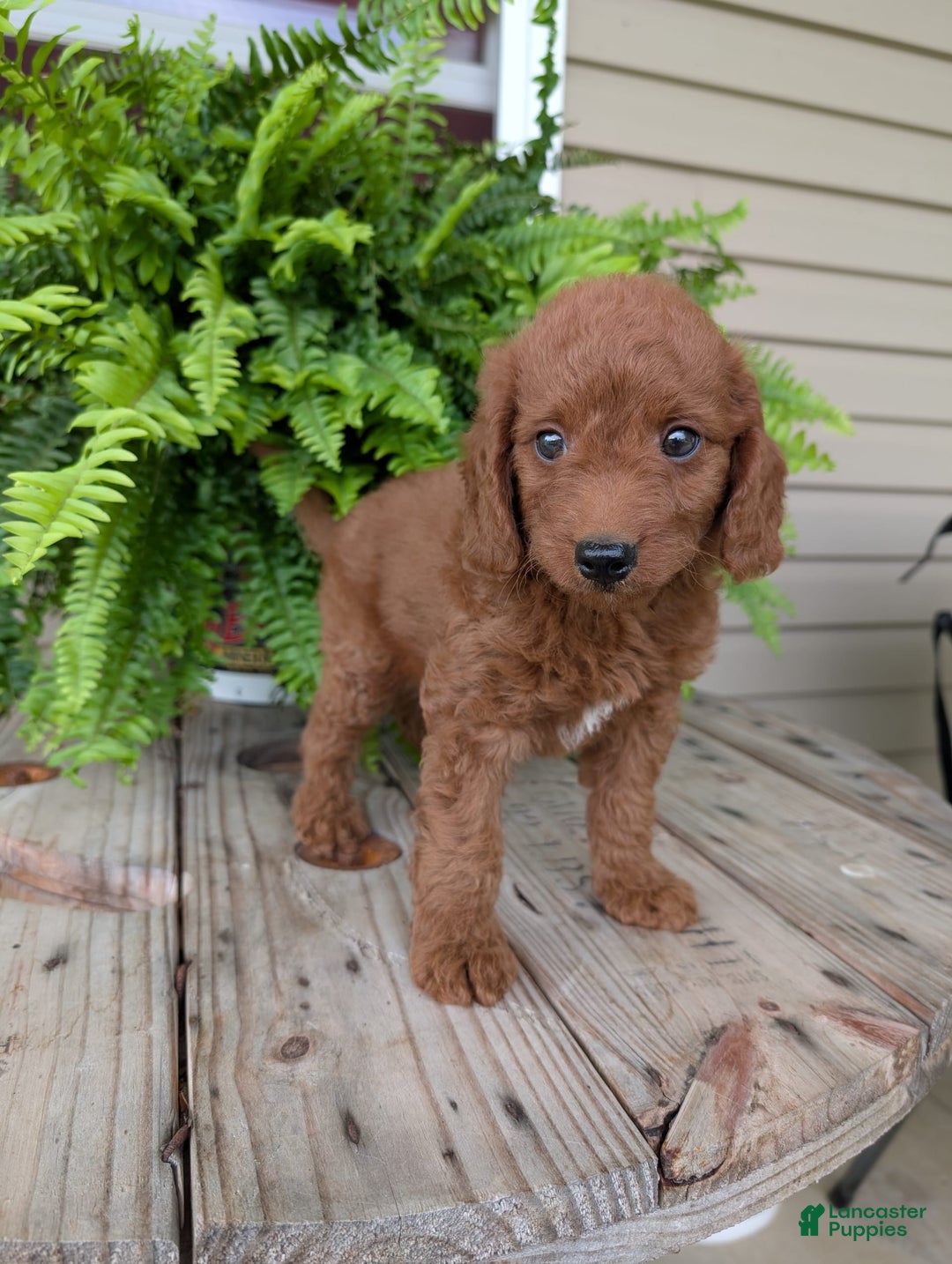 Mini Goldendoodle dogs for sale: Mini -coner - Image 49