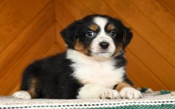 Australian Shepherd dogs for sale: Allie - Image 6