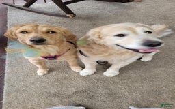 Golden Retriever dogs for sale: Yellow - Image 6