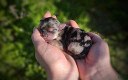 Morkie dogs for sale: Rare Merle Butterfly - Image 1