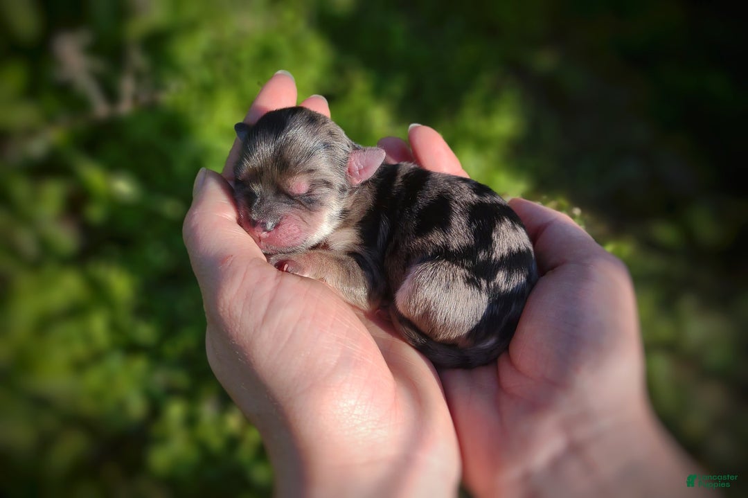 Morkie dogs for sale: Rare Merle Butterfly - Image 1