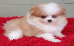 Pomeranian dogs for sale: Simon - Image 4