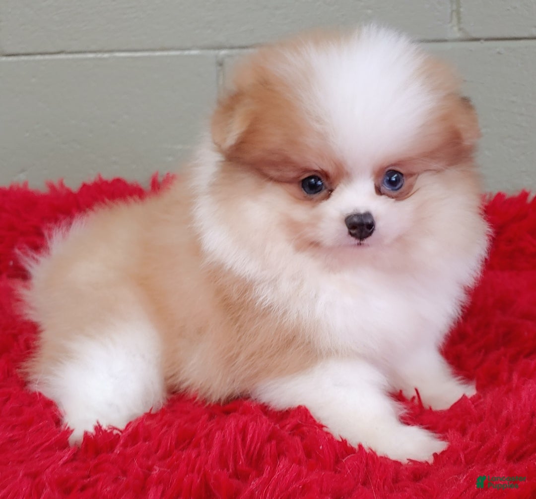 Pomeranian dogs for sale: Simon - Image 4