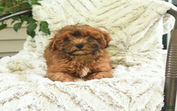 Shihpoo dogs for sale: Jeremy - Image 3