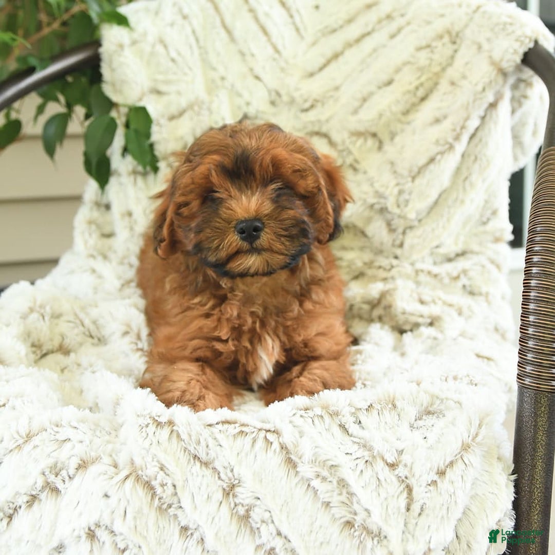 Shihpoo dogs for sale: Jeremy - Image 3