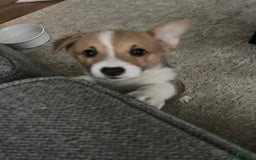 Welsh Corgi Pembroke dogs for sale: Monty - Image 2
