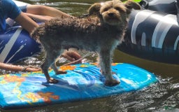 Miniature Schnauzer dogs for sale: Brownie - Image 3