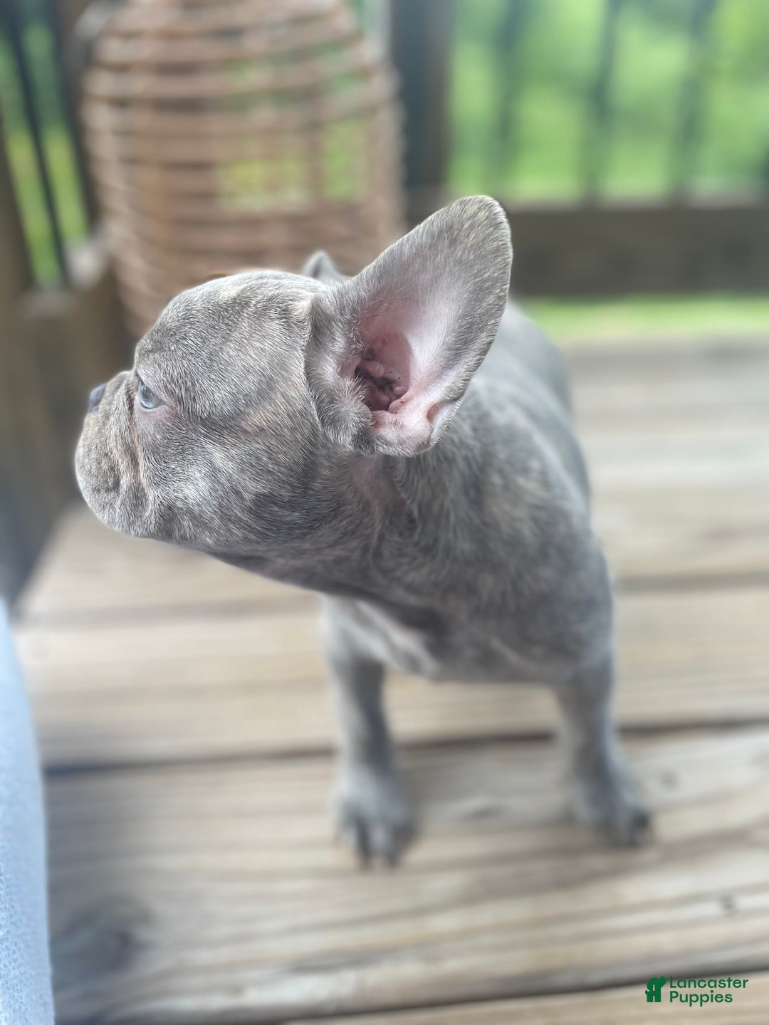 French Bulldog dogs for sale: Dallas - Image 3