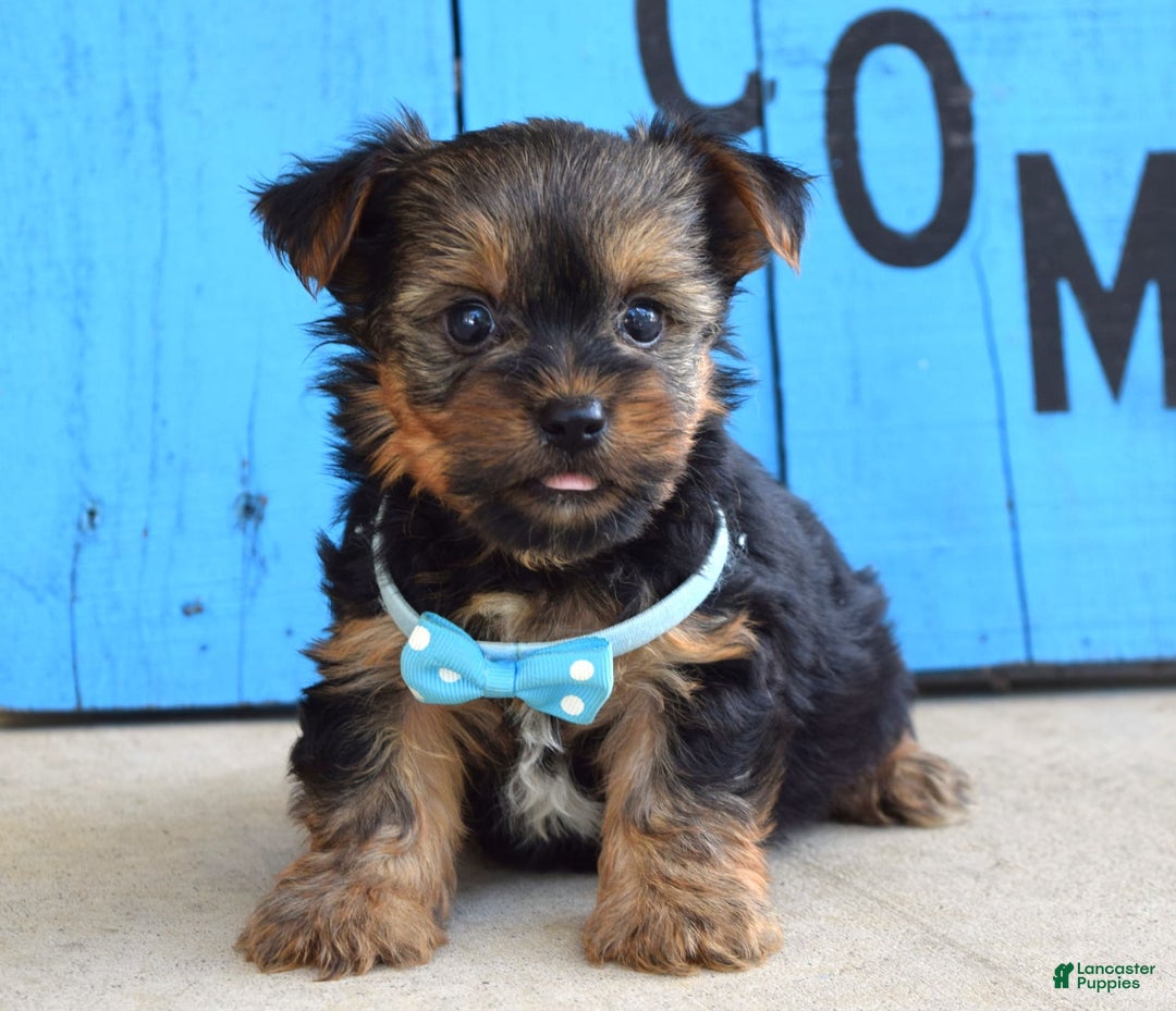 Yorkshire Terrier dogs for sale: Anderson - Image 5