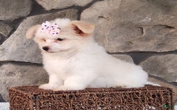Havanese dogs for sale: Daisy - Image 8