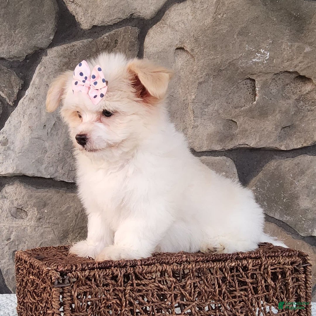 Havanese dogs for sale: Daisy - Image 8