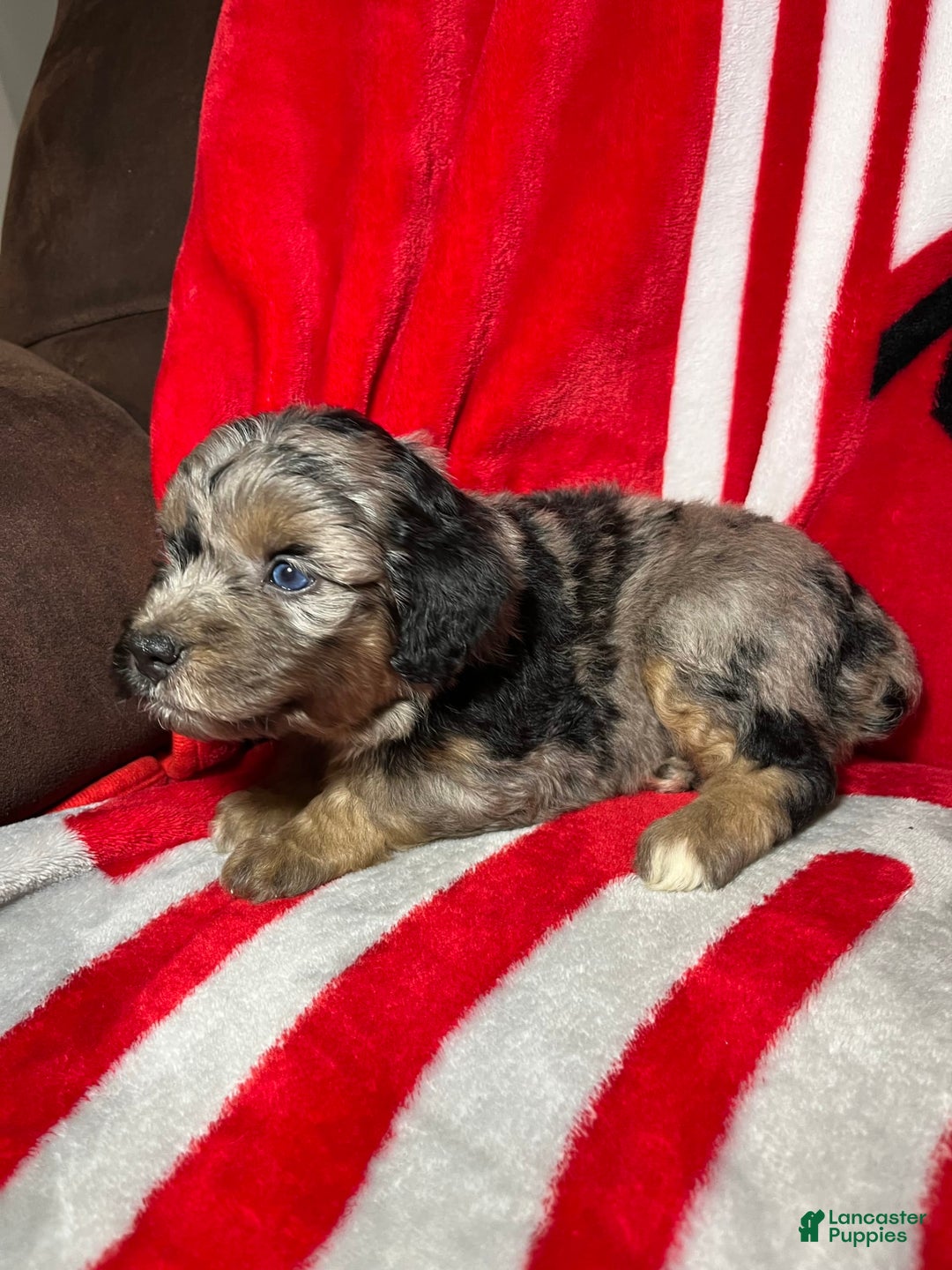 Mini Aussiedoodle dogs for sale: Canary - Image 8
