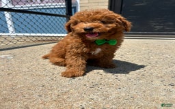 Mini Goldendoodle dogs for sale: Pacific - Listing for pets: Atlantic, Artic, Pacific - Image 2