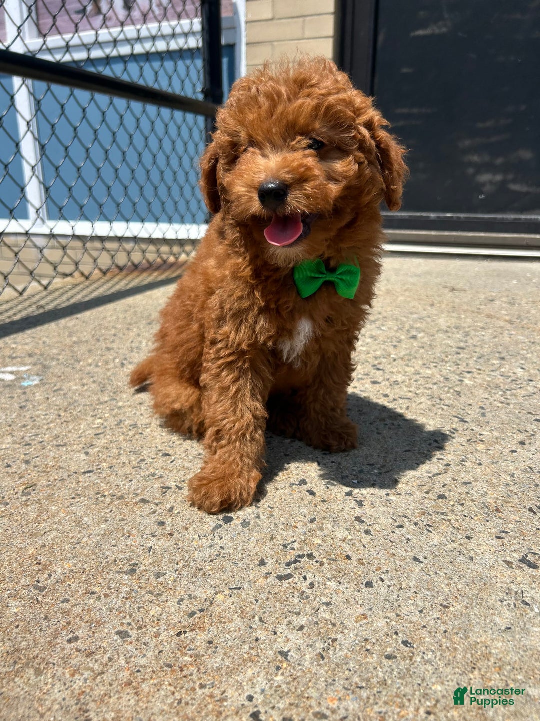 Mini Goldendoodle dogs for sale: Pacific - Listing for pets: Atlantic, Artic, Pacific - Image 2
