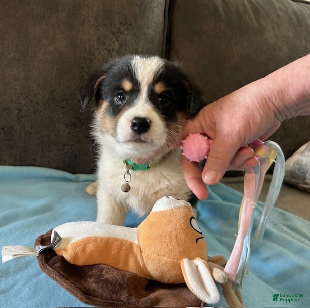 Welsh Corgi Pembroke dogs for sale: Green Collar Boy - Image 3