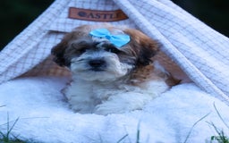 Shihpoo dogs for sale: Hunter - Image 16