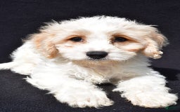 Cavachon dogs for sale: Bingo - Image 3