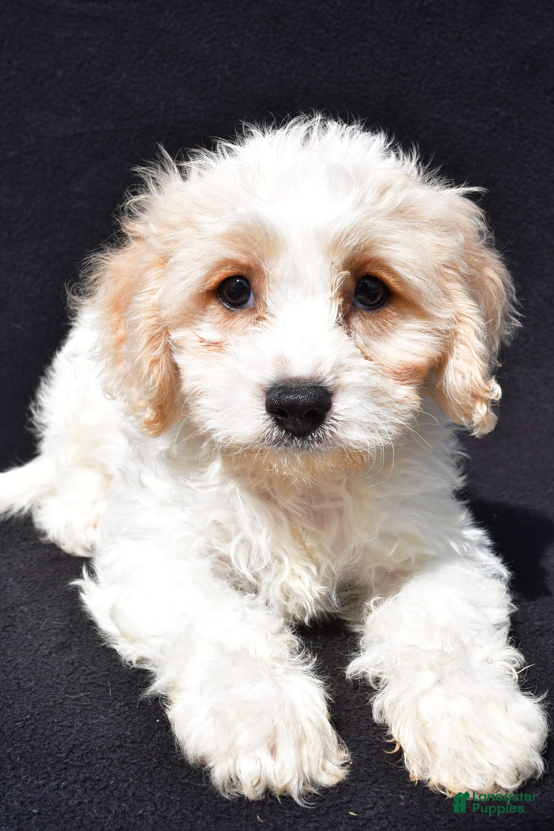 Cavachon dogs for sale: Bingo - Image 3