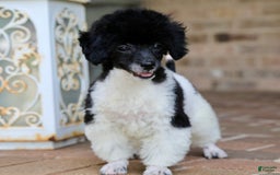 Miniature Poodle dogs for sale: Nugget - Image 8