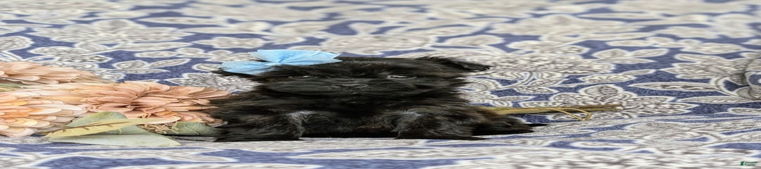 Zory Hypoallergenic