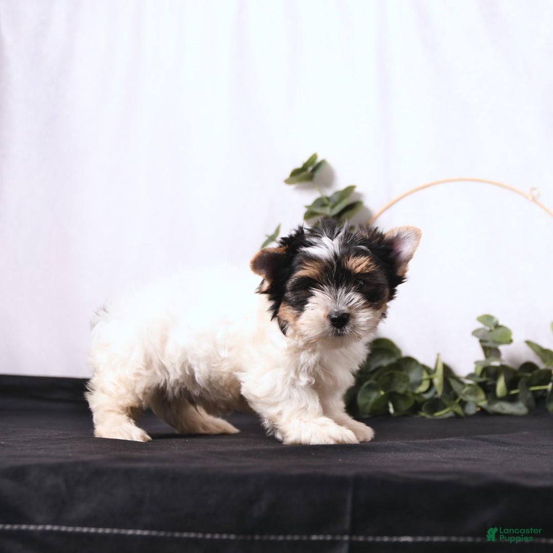 Biewer Terrier dogs for sale: Archie - Image 5