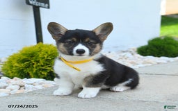 Welsh Corgi Pembroke dogs for sale: Tulip - Image 1