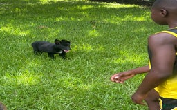German Shepherd dogs for sale: Sable - Image 1
