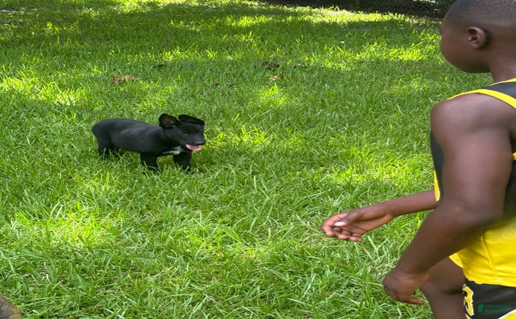 German Shepherd dogs for sale - Ad 1
