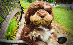 Havapoo dogs for sale: Roxy - Image 8