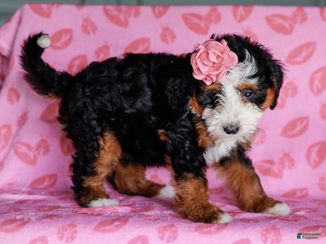 Mini Bernedoodle dogs for sale: Madelyn - Image 8