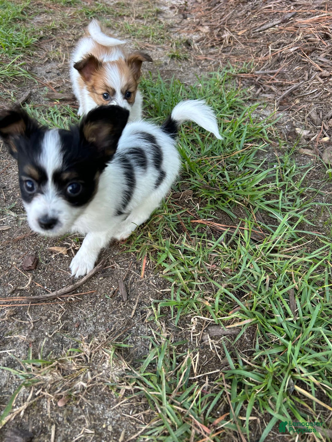 Papillon dogs for sale: Female Puppy 1 - Image 7