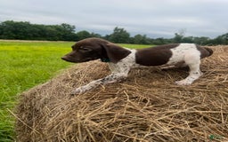 German Shorthaired Pointer dogs for sale: German Shorthaired Pointer 8 puppies - Image 9