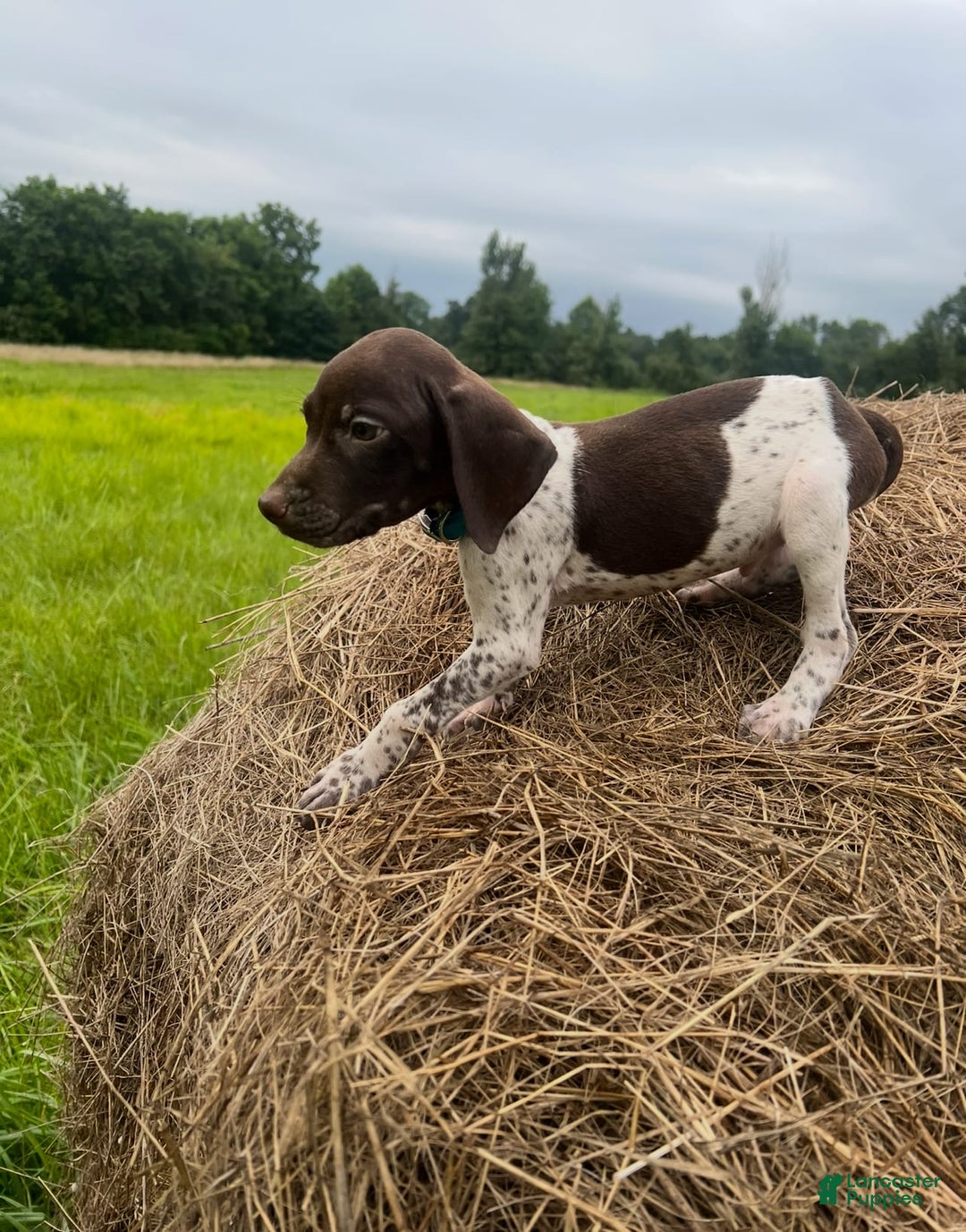 German Shorthaired Pointer dogs for sale: German Shorthaired Pointer 8 puppies - Image 9