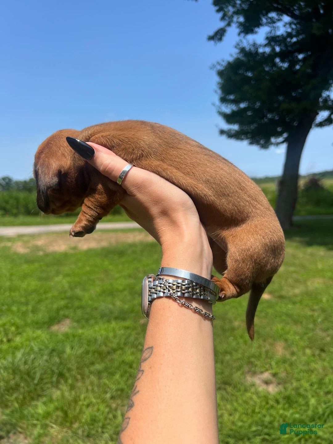 Dachshund dogs for sale: Bonnie - Image 5
