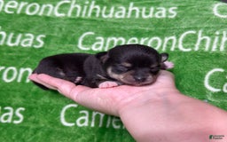 Chihuahua dogs for sale: Tiny Harry Short Coat - Image 3