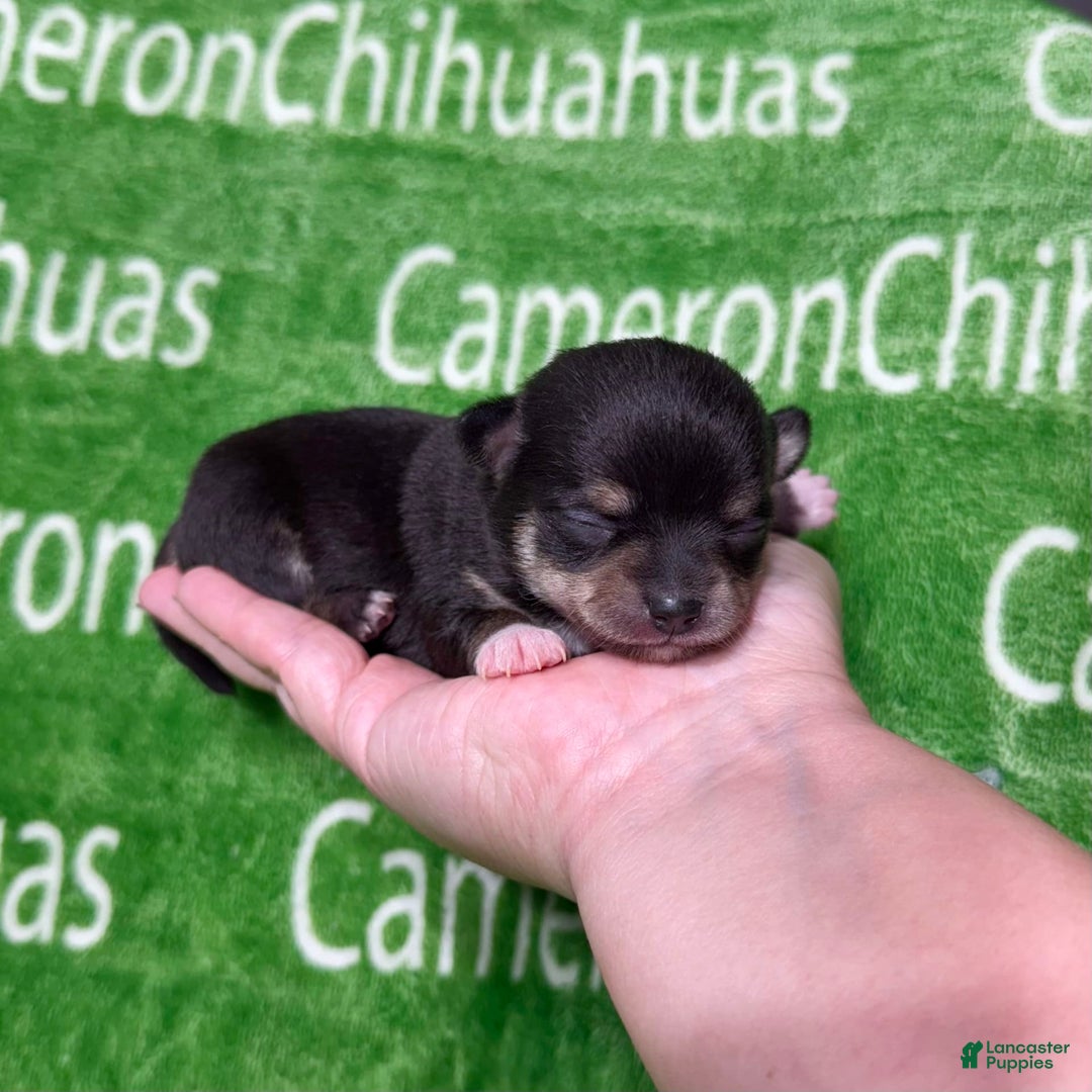 Chihuahua dogs for sale: Tiny Harry Short Coat - Image 3